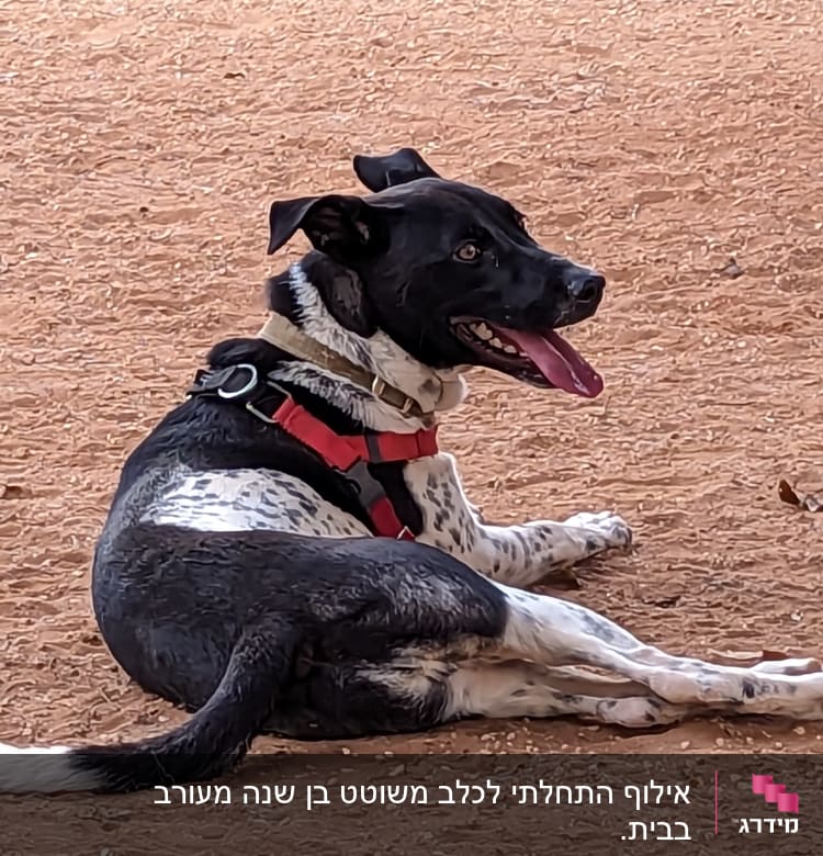 כלב עם רתמה אדומה על אדמה חומה
